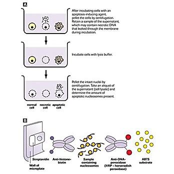 Roche Cell Death Detection ELIS Roche 